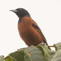Orchard Oriole